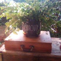 Rae Dunn Pots With English Ivy