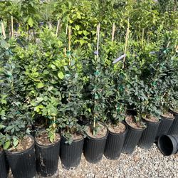 Blueberry Plants