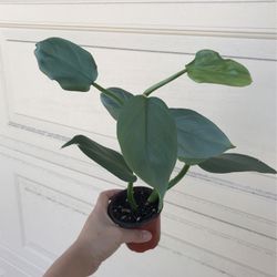 Beautiful Philodendron Silver Sword Plant 