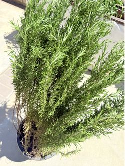 5 gallon bushy rosemary plant/大盆迷迭香