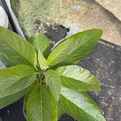 Hass Avocado Plant
