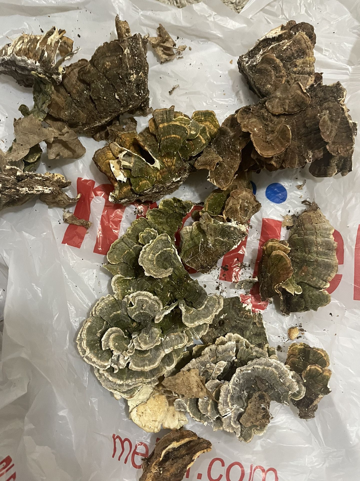 Possible Turkey Tail?
