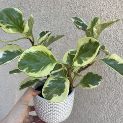 Beautiful Variegated Pepperomia With Pot