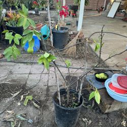 Lemon Tree
