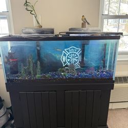 Fish Tank 