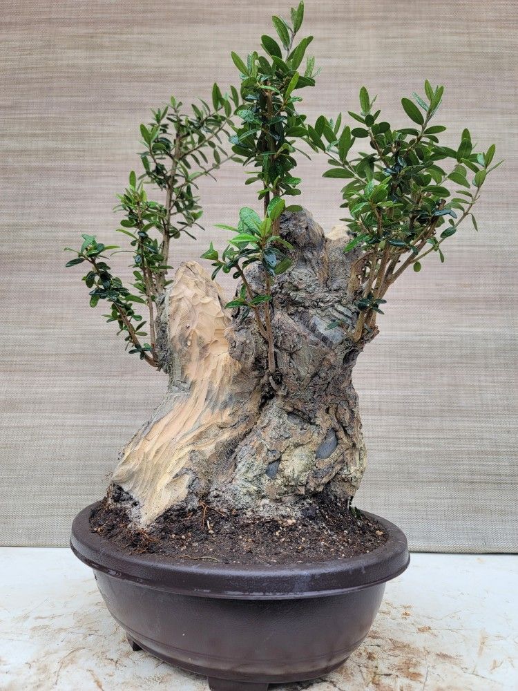 Old Olive Bonsai Tree for Sale in Westminster, CA - OfferUp