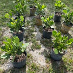 Clusias (Privacy Hedges)