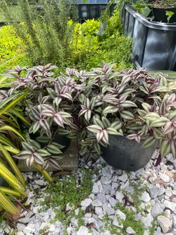 Creeping inch plant