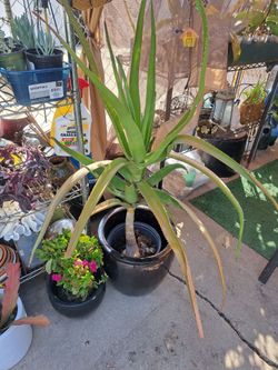 3' Aloe plant