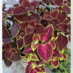 Coleus Starters Variety Vibrant Plants 