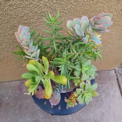 Succulent Arrangement