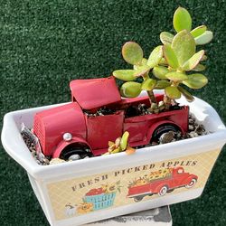 Succulent Jade Plant Growing Through An Old Truck