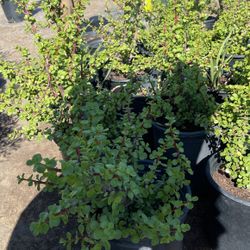 Portulacaria Afra