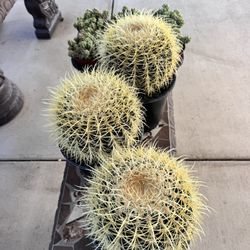 Cactus 2 Gallon Por $30 Each