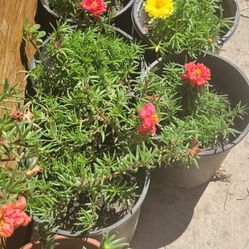 Portulaca Plant. 1 Gallon Pot Portulaca Plant. 1 Gallon Pot 
