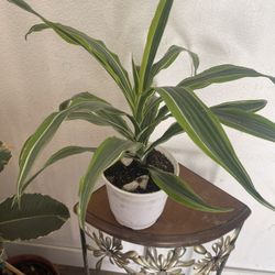 Plant For Room