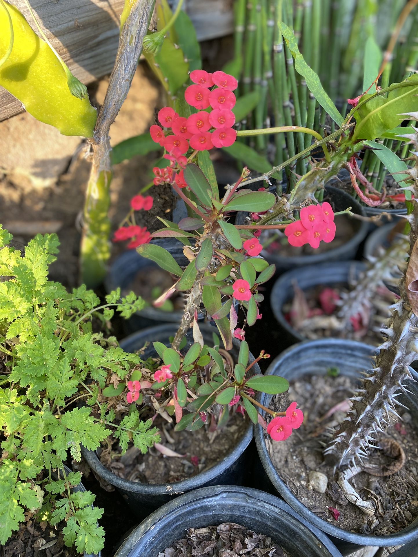 Corona De Cristo Rosas Pequeñas 