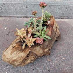 Succulents in Driftwood Planter Art