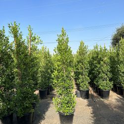Ficus Nitida Privacy Hedge