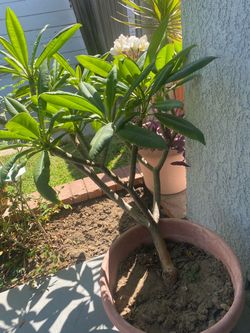 3 foot plumeria in large pot