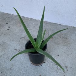 Aloe Vera Plant In A One Gallon Plastic Pot