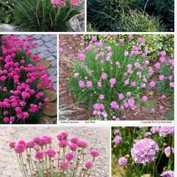 Seathrift Potted Plant 3.5pot