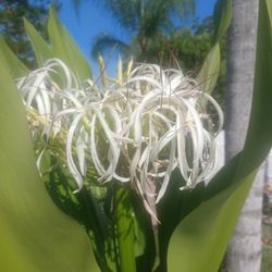 White Crimium Lily Plant