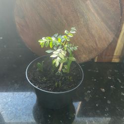 Small Curry Plant With Additional Daffodil Bulbs Sprouts 