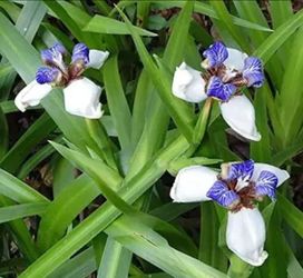 Walking Iris Plants