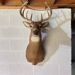 10 PointWhite Tail 