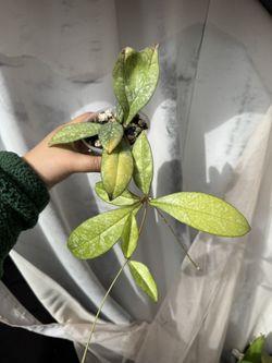 Hoya Crassipetiolata Splash - 4” Pot - Rooted In Pon