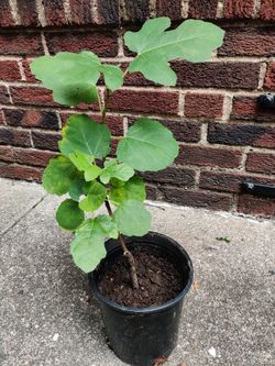 Fig Ficus Carica Live Plant Tree Sweet Red Fruit