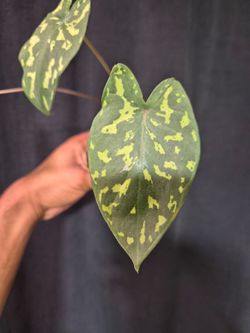 Alocasia Hilo Beauty
