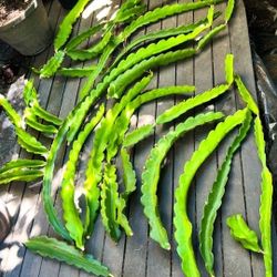 Dragon Fruit Cuttings (1-2' ft.) 🌵