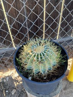 Cactus blue barrel