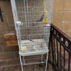 Jaula Con Todo Y Periquito INGLÉS 