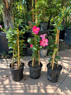 Mandevila plant