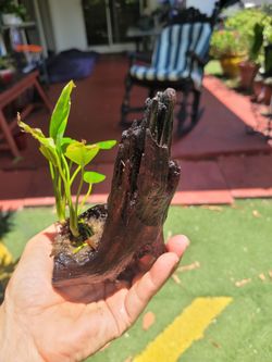 $5 Natural plant for fish tanks (Madero variety)