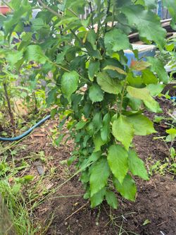 Have plum starts make offer x 6 various size