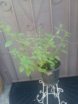 planta de torongil $8