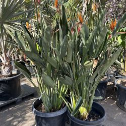 Strelitzia juncea,  bird of paradise plant 15gal. $45 each 