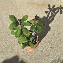 Crown of Thorns (Euphorbia milii) Plant
