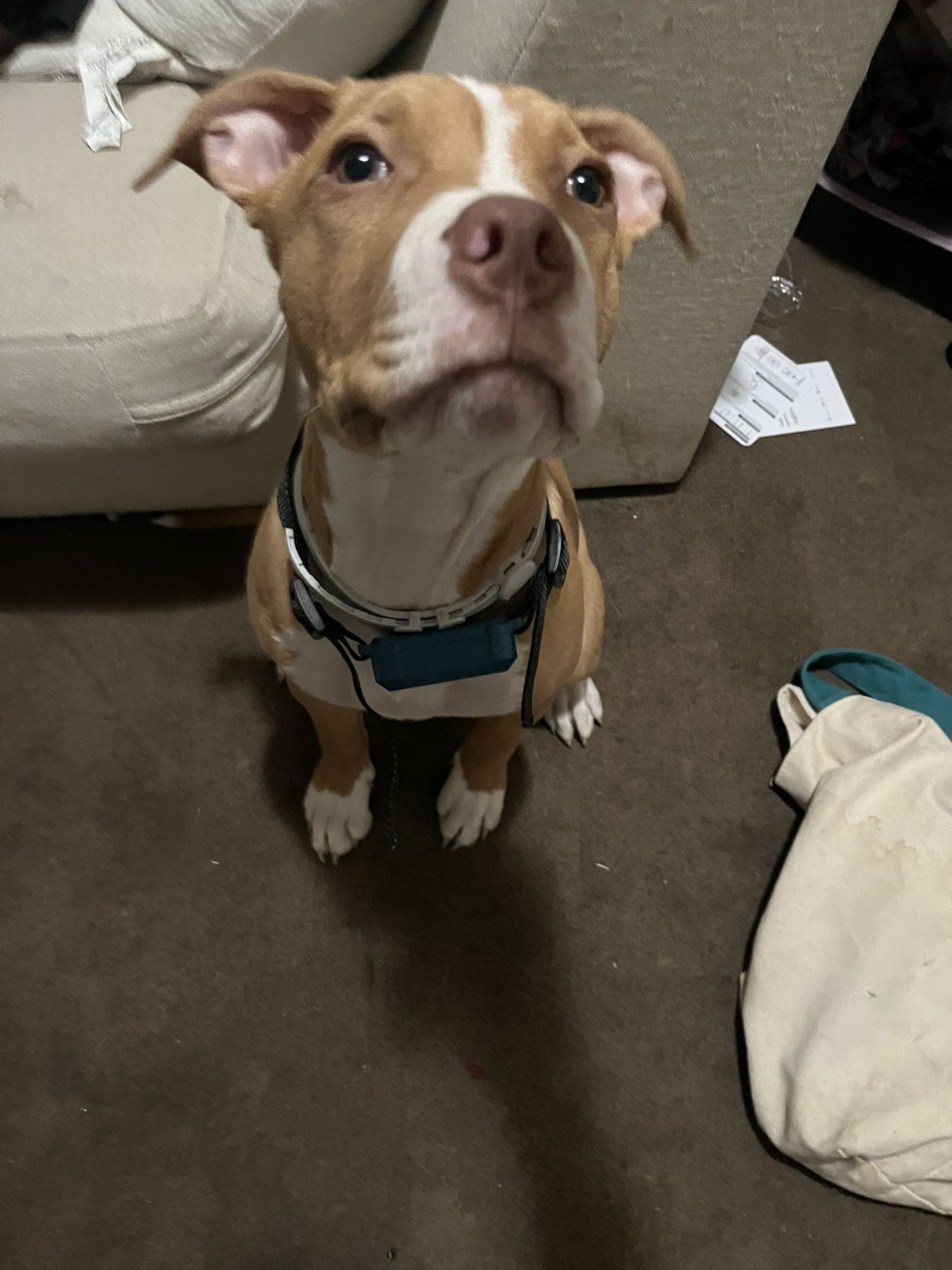 Jugbow Dog Training Collar