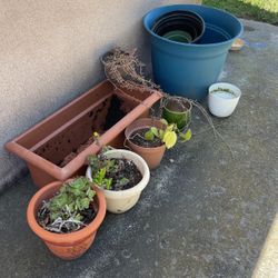 Plants And Pots - All For 30