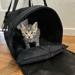 Pet travel bag