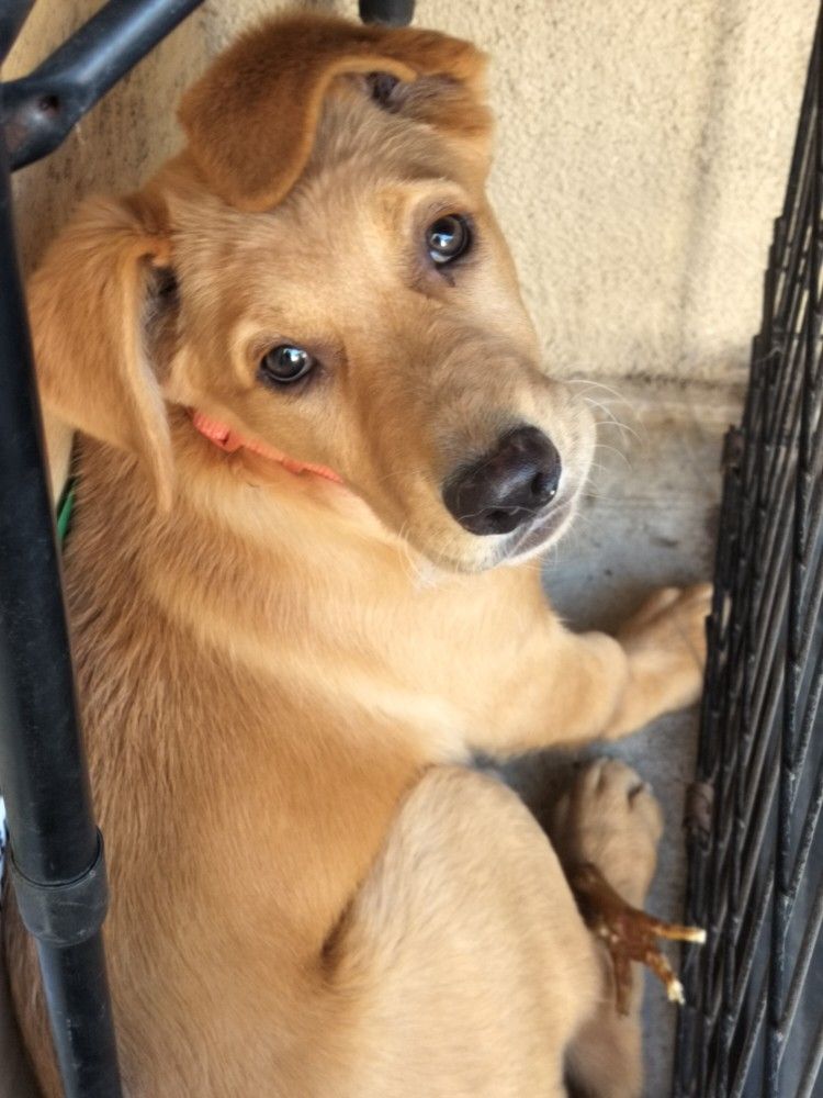 Dog Crate
