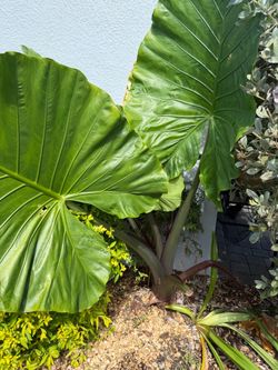 Elephant ear plant