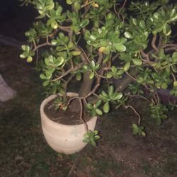 Heritage Jade Plant In 5 Gallon Pot