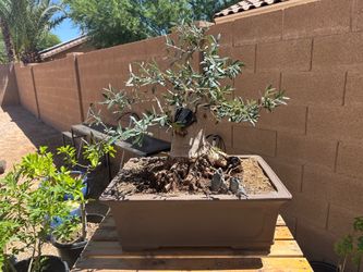 Olive Bonsai Tree in Large Pot