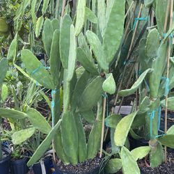 Prickly Pear Cactus (Nopal)